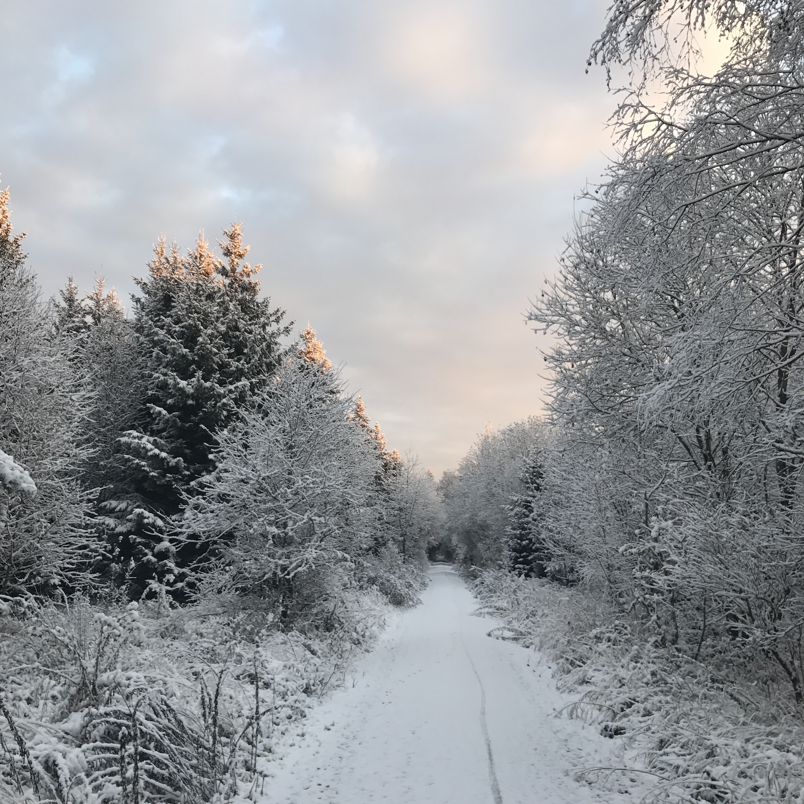 a snow covered path going towards snow covered spruce trees, a pale sun and morning red in the overcast sky
